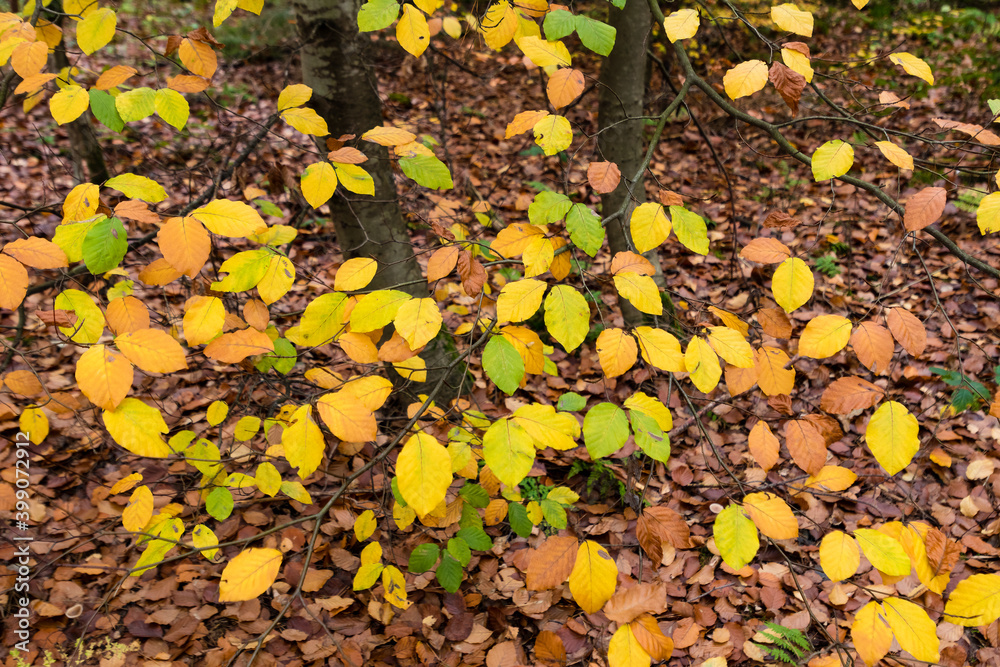 Kolorowe jesienne liście w lesie w Dolina Baryczy w Polsce, piękny kolorowy, złoty las - obrazy, fototapety, plakaty 