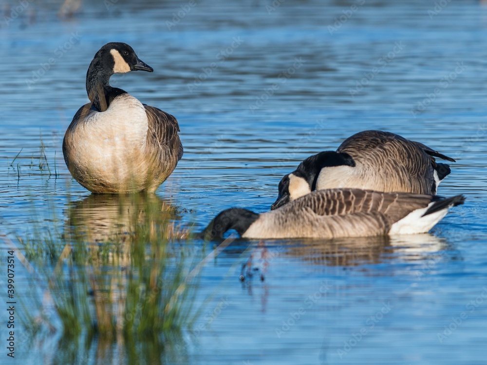 Fototapeta premium Canada Geese, Canada Goose (Branta canadensis) in environment