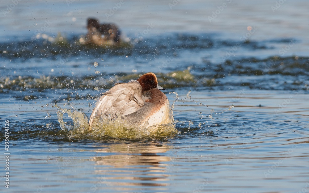 Fototapeta premium Eurasian Wigeon (Mareca penelope) birds in environment.