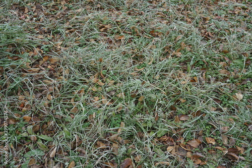 grass and leaves in frost