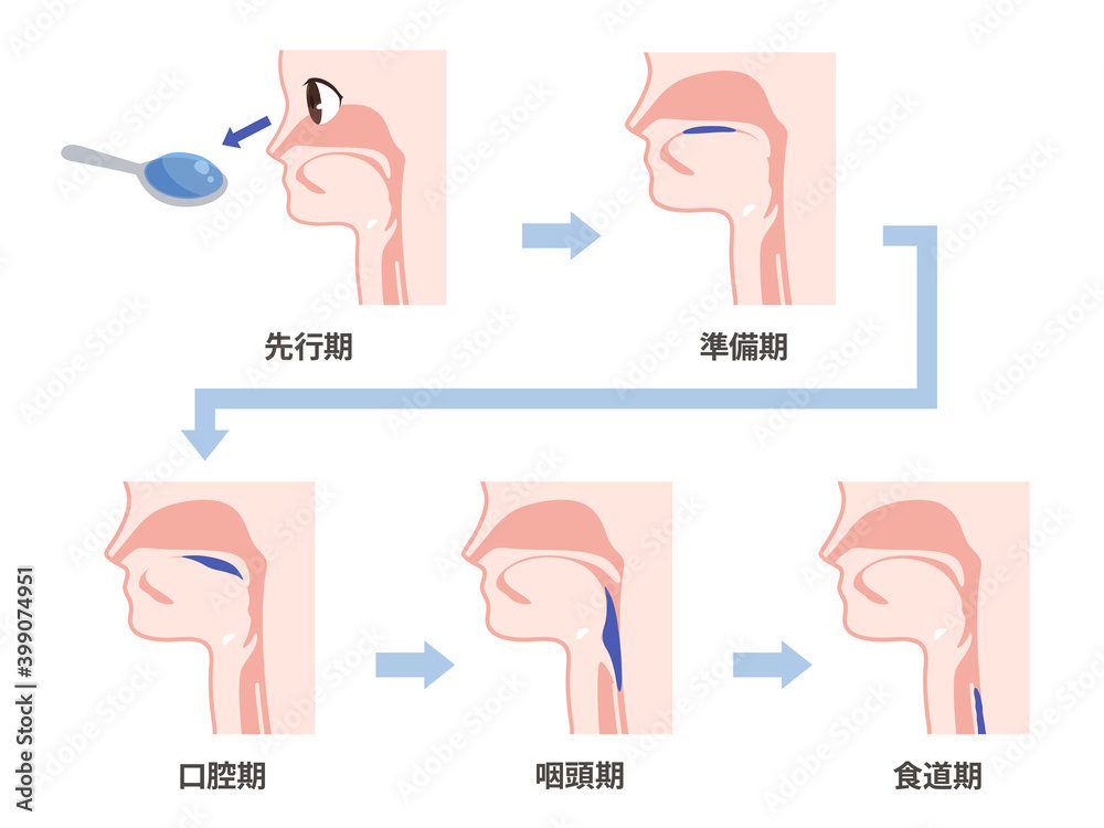 嚥下プロセスのイラスト Stock Vector Adobe Stock