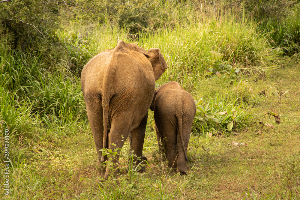 Fototapeta premium Mother and baby elephants in the wild
