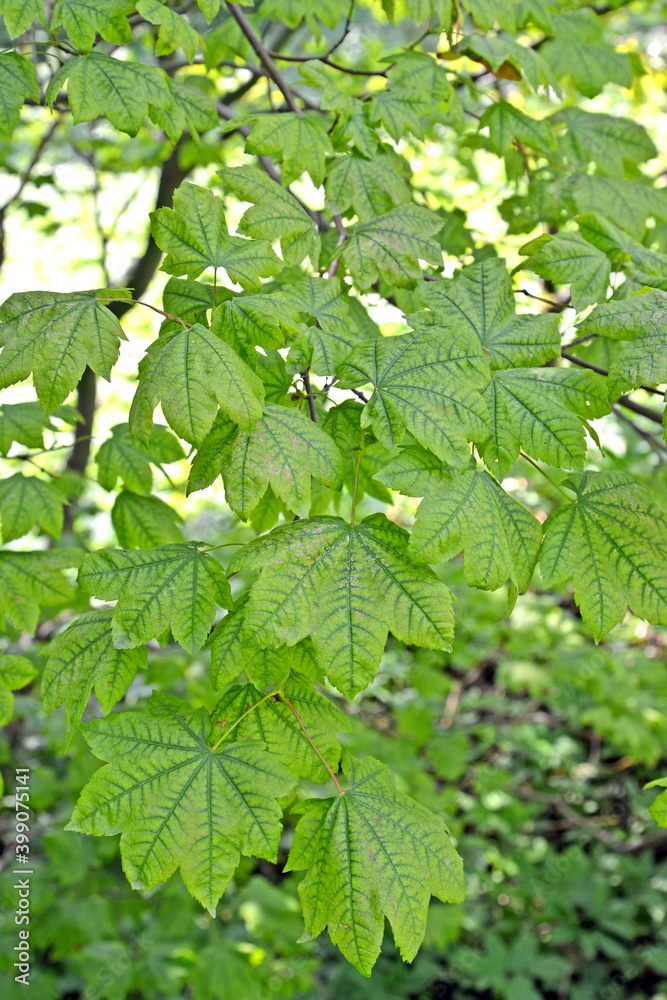 Pseudosibold maple (Acer pseudosieboldianum (Pax.) Kom.). Branch with leaves Pseudosibold maple (Acer pseudosieboldianum (Pax.) Kom.). Branch with leaves
