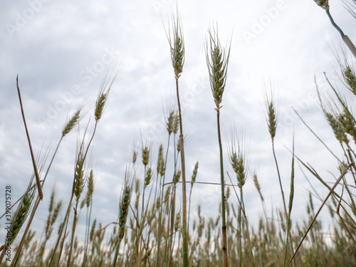 Golden Wheat field with a clear sky