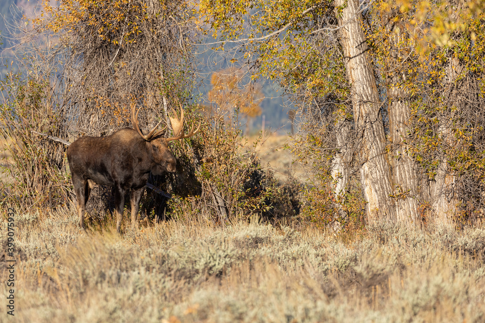 Bull Shiras Moose in the Rut in Wyoming in Autumn Bull Shiras Moose in the Rut in Wyoming in Autumn