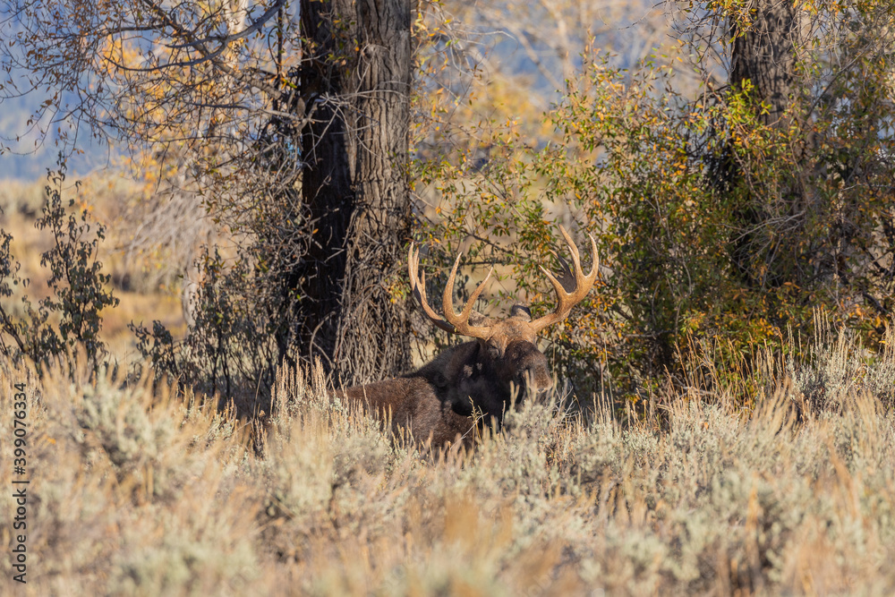 Bull Shiras Moose in the Rut in Wyoming in Autumn Bull Shiras Moose in the Rut in Wyoming in Autumn