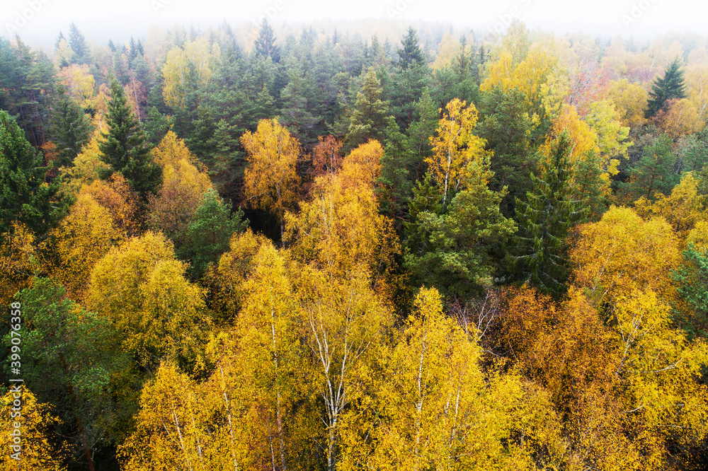 Aerial of lush wild boreal forest during colorful autumn foliage in European nature.	