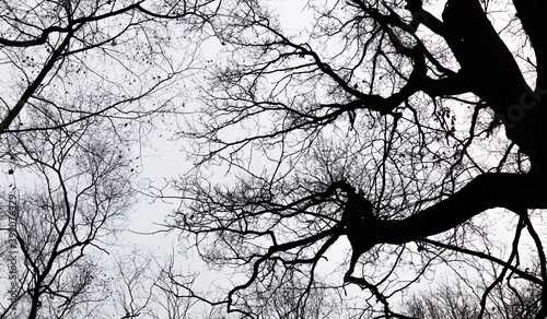 leafless tree branches looking like a network