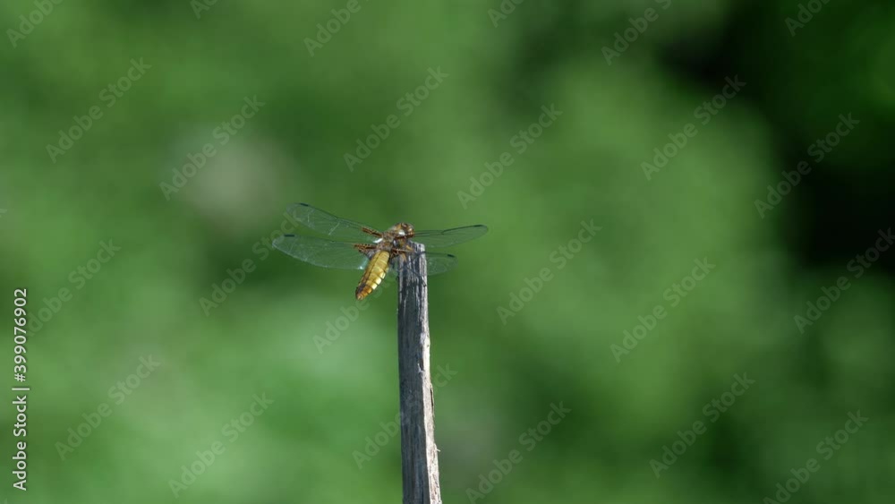 Broad-Bodied Chaser
