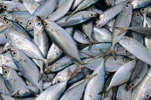 Mackerel at the fish market.