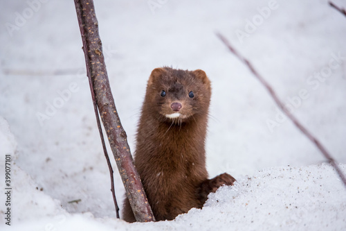mink hiding in snow bank