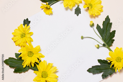 yellow flowers with unopened buds and green leaves lie on a beige background in comparison with an empty white square. Floral blank mockup. Concept  template for the spring holidays