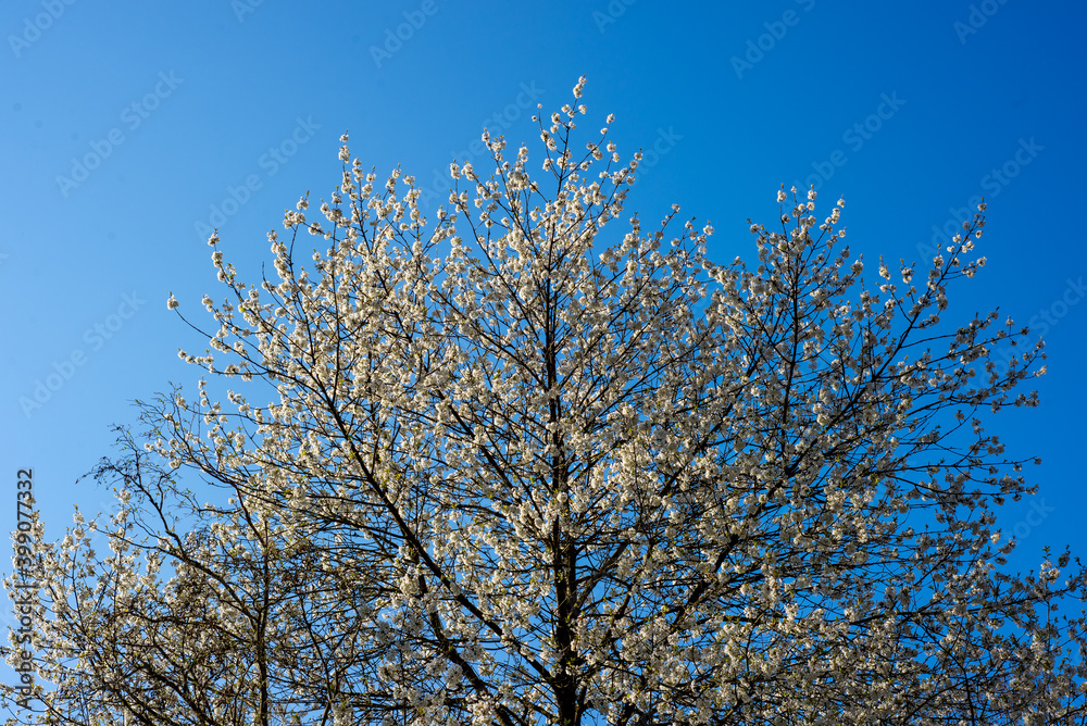 branches with white blossom against blue sky branches with white blossom against blue sky