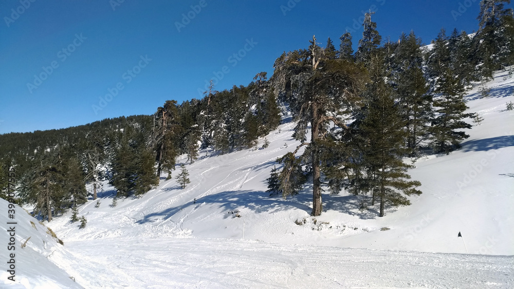 Ski mountain view with pine trees on a sunny winter day. Landscape scene.