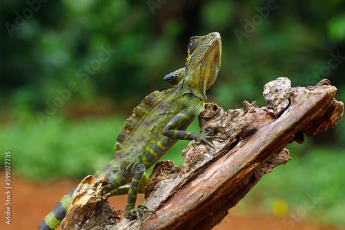 great angle head lizard on branch, Gonocephalus grandis, animal closeup