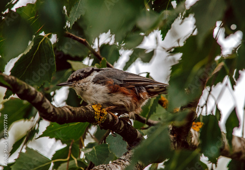 Nuthatch (Sitta europaea) a small songbird with a long strong bill, a stiffened square-cut tail, and the habit of climbing down tree trunks head first. photo