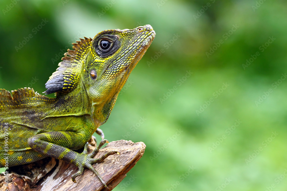 angle head, angle, lizard, animal, asia, asian, beautiful, black background, branch, chameleon, climb, close, close-up, closeup, color, colorful, detail, dragon, exotic, eye, forest, grandis, great gr