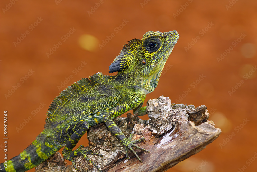 Obraz premium great angle head lizard on branch, Gonocephalus grandis, animal closeup