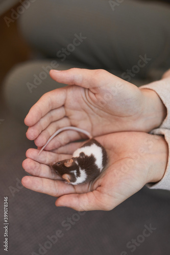 Top view closeup of childs hands holding cute little mouse  rodent pet background  copy space