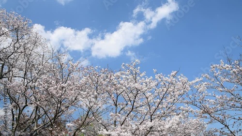 風に揺れる満開の桜と日本地図に似た流れる雲