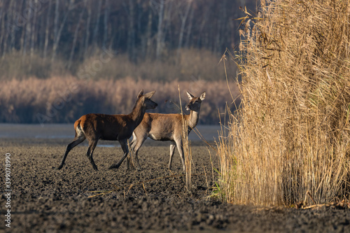 Fototapeta Naklejka Na Ścianę i Meble -  Łanie jeleń szlachetny Cervus elaphus elaphus w swoim środowisku naturalnym, rodzina jeleni naturalna dzika przyroda
