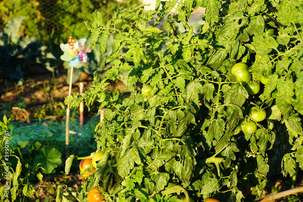 huerto urbano huerto urbano