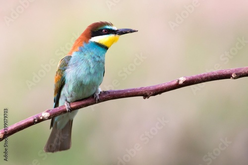 Bee-eater © Marcfoto
