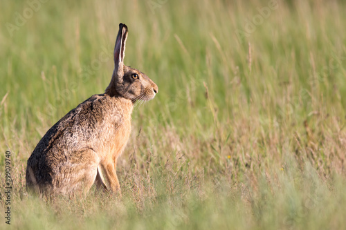 European hare © Marcfoto