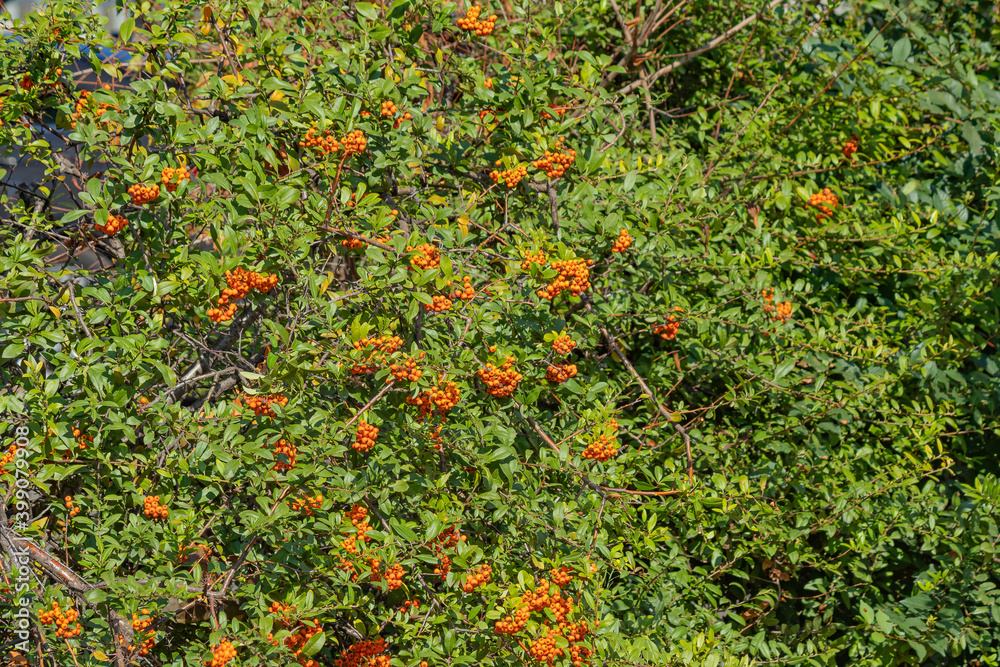 Bright Orange Bunches of Rowan Fruits Adorn the Green Bush with The First Signs of Autumn