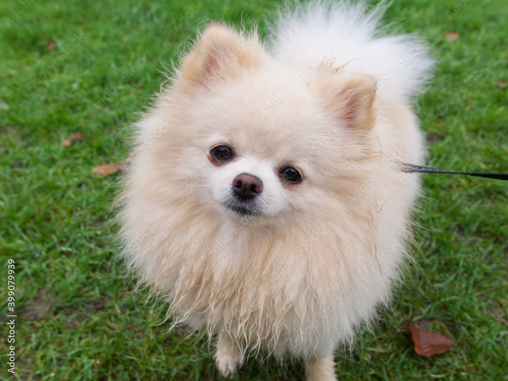 Beautiful young pomeranian dog on lead standing on grass looking at camera Beautiful young pomeranian dog on lead standing on grass looking at camera
