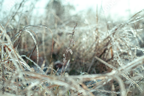 Beautiful winter bacground of wild grass covered with ice