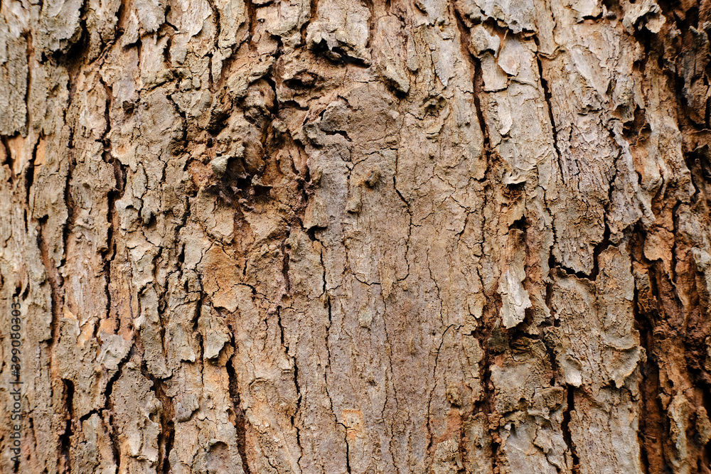 tree bark in the background. abstract nature background. tree bark in the background. abstract nature background.