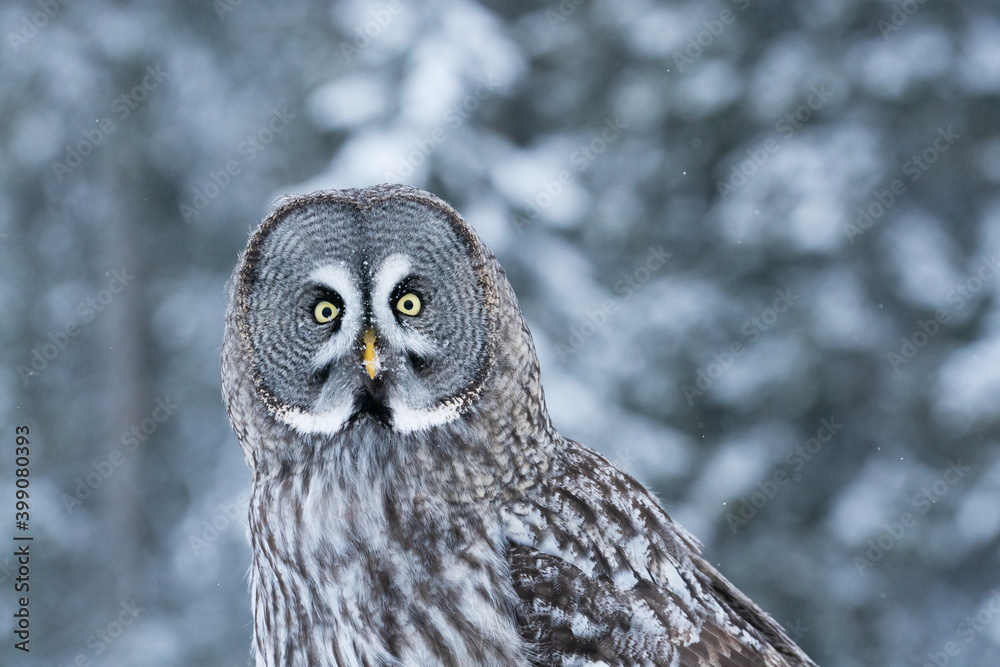 Φωτογραφία A close-up portrait of a majestic Great Grey Owl (Strix nebulosa) in snowy taiga forest near Kuusamo, Northern Finland
