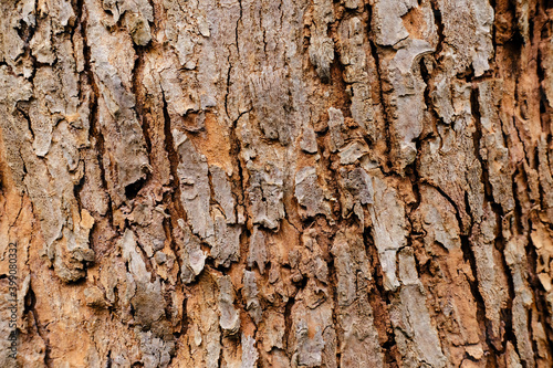 tree bark in the background. abstract nature background.