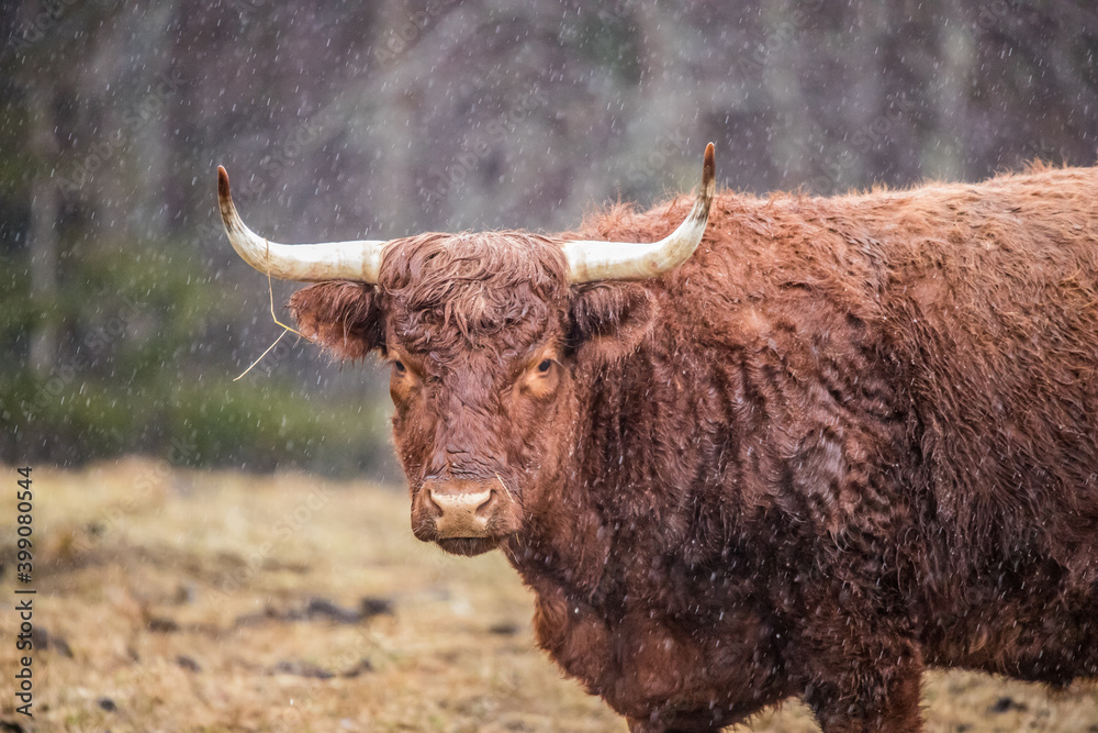 herd of Highland cattle Scotland herd of Highland cattle Scotland