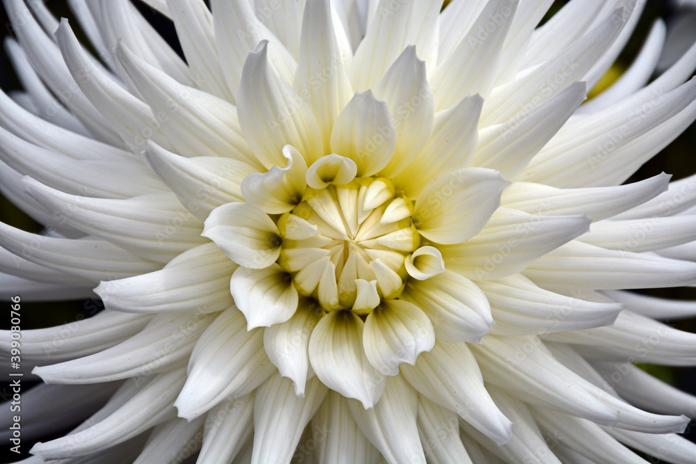 Close up of beautiful white dahlia Close up of beautiful white dahlia