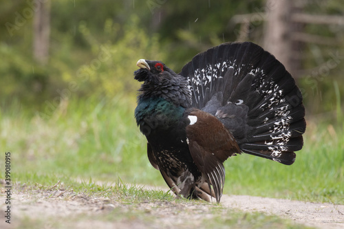European largest grouse Western capercaillie, Tetrao urogallus in a lush coniferous boreal forest during a breeding season in Estonia, Northern Europe.	