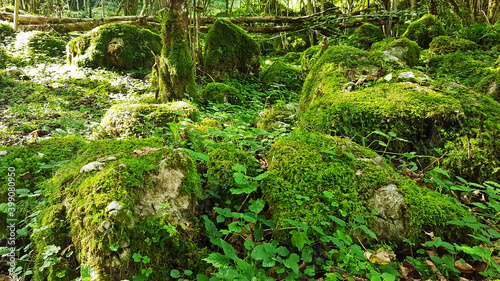 Abgelegener grüner Ort im Wald mit Steinen, Moos, Sträuchern, Bäumen und Blättern