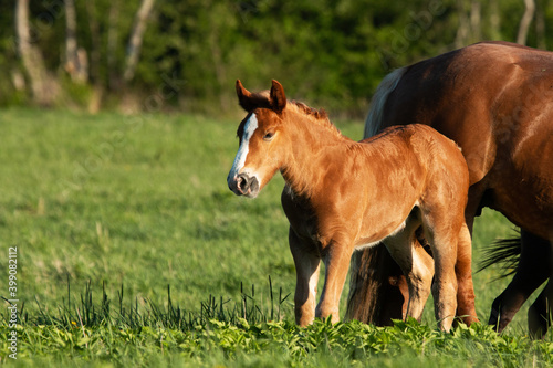 A small brown foal next to a large horse in Estonian countryside  Northern Europe. 
