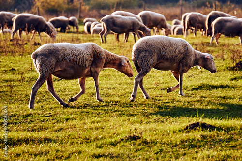A herd of sheep grazing in a meadow in the Warta River backwaters