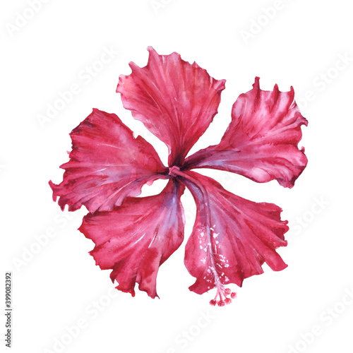 Hibicus flower. Isolated on a white background. photo