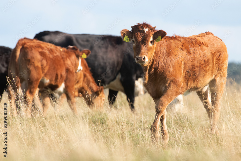 A group of colorful beef cattle in a shade on a summery coastal meadow in Estonia, Northern Europe. A group of colorful beef cattle in a shade on a summery coastal meadow in Estonia, Northern Europe.