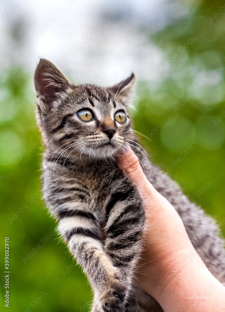 Home kitten in the hands of a woman close-up on the background of tree leaves in summer Home kitten in the hands of a woman close-up on the background of tree leaves in summer
