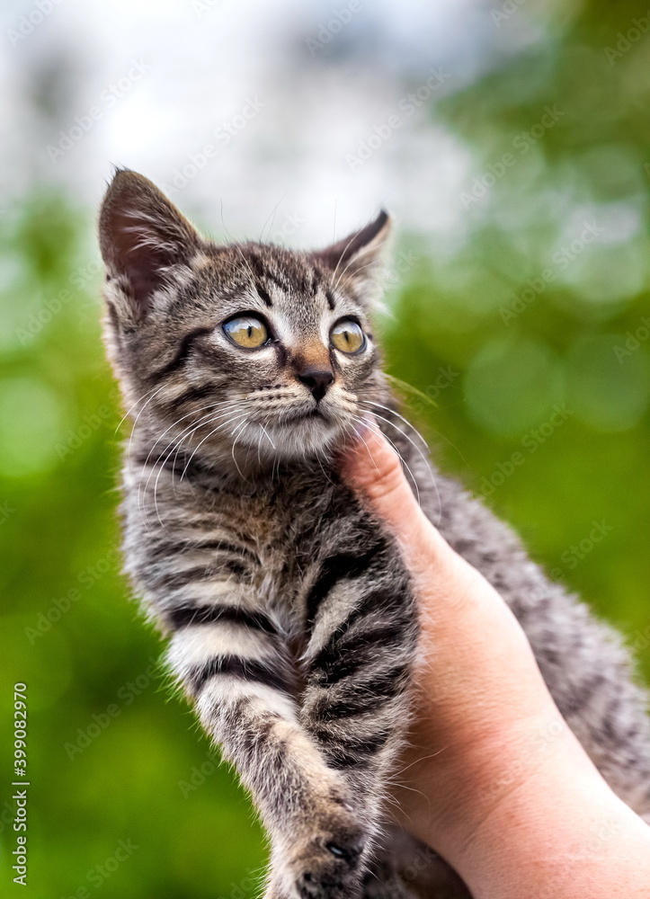 Home kitten in the hands of a woman close-up on the background of tree leaves in summer