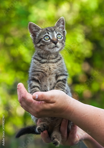Home kitten in the hands of a woman close-up on the background of tree leaves in summer