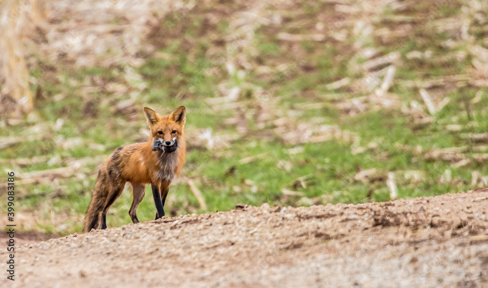 mother red fox hunting for kit