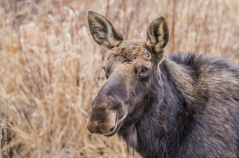 spring round bull moose drinking 