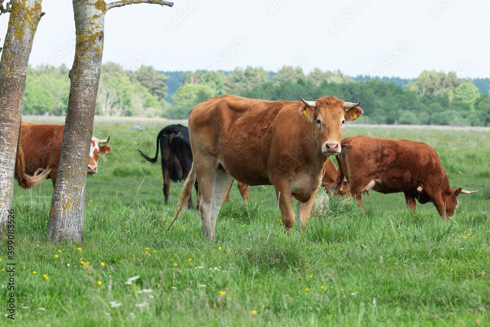 A group of colorful beef cattle in a shade on a summery coastal meadow in Estonia, Northern Europe. A group of colorful beef cattle in a shade on a summery coastal meadow in Estonia, Northern Europe.