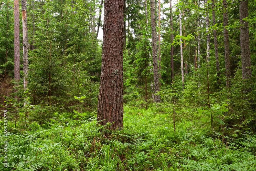 Beautiful summery lush coniferous woodland in Estonian nature, Northern Europe. Beautiful summery lush coniferous woodland in Estonian nature, Northern Europe.