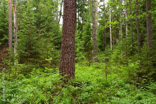 Beautiful summery lush coniferous woodland in Estonian nature  Northern Europe. 